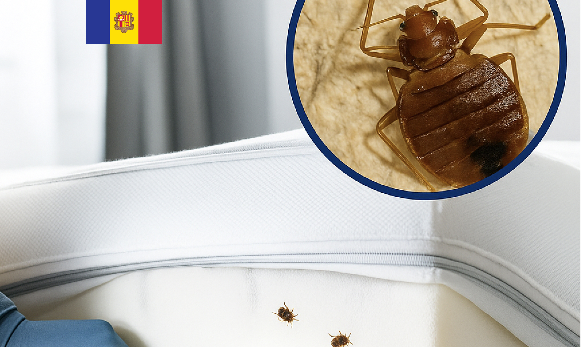 Les xinxes, mesures de prevenció en el sector hoteler