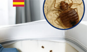Las chinches, medidas de prevención en el sector hotelero (ESPAÑOL)